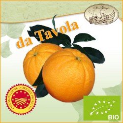 Arance di Sicilia W.Navel- Navelina - Primizia da TAVOLA
