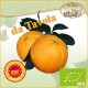 Arance di Sicilia W.Navel Brasiliane da TAVOLA