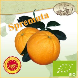 Arance di Sicilia W.Navel Brasiliane da SPREMUTA